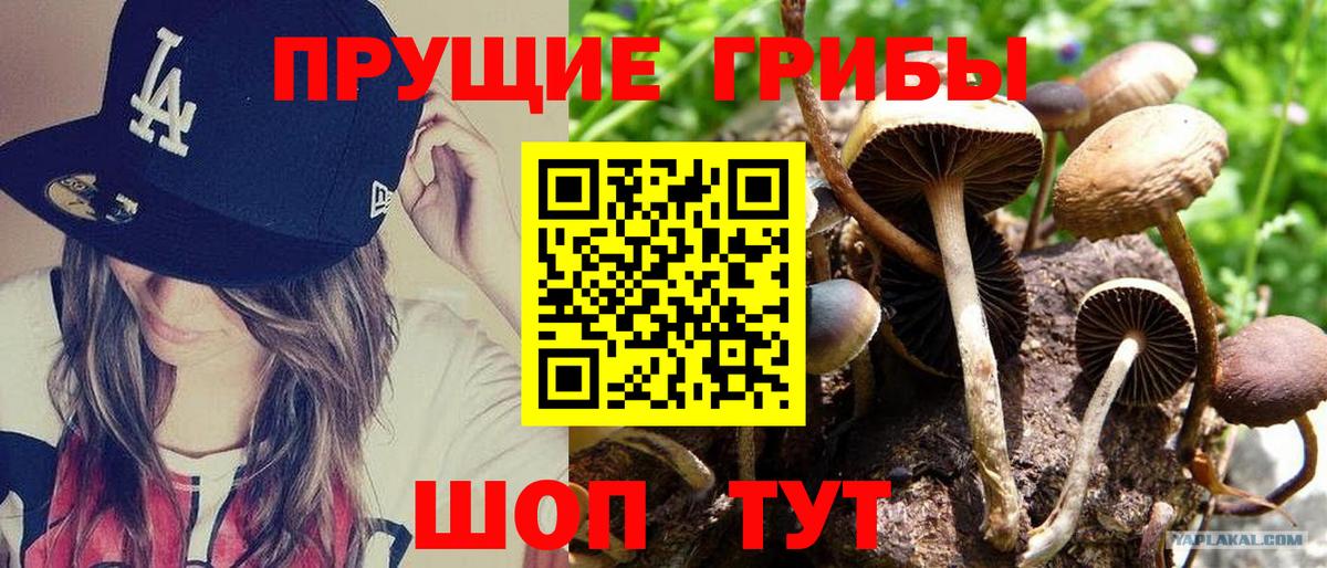 Галлюциногенные грибы Psilocybe Киров