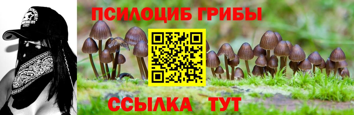Киров  Галлюциногенные грибы Psilocybe  Вход с VPN 
